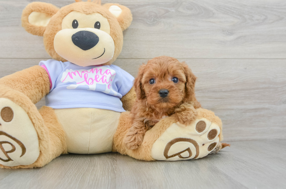 5 week old Cavapoo Puppy For Sale - Seaside Pups