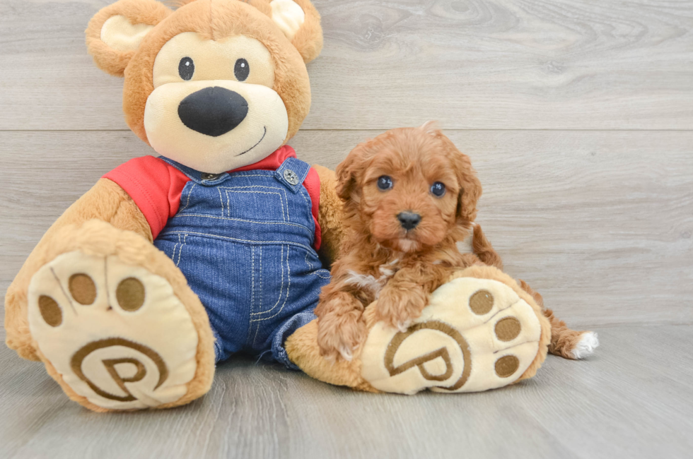 6 week old Cavapoo Puppy For Sale - Seaside Pups