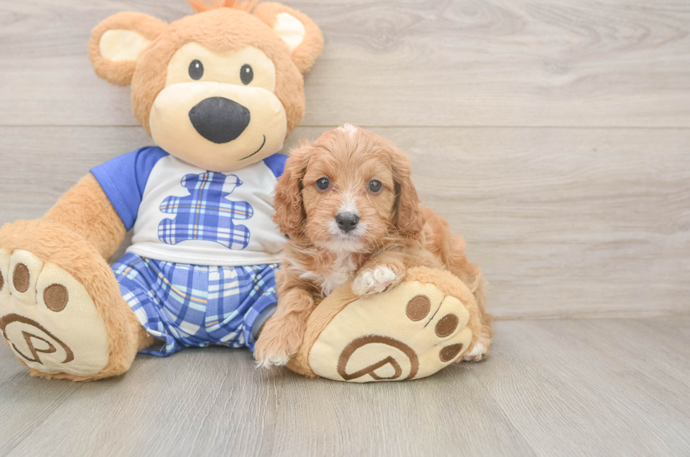 5 week old Cavapoo Puppy For Sale - Seaside Pups