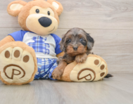 8 week old Cavapoo Puppy For Sale - Seaside Pups