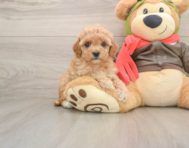 8 week old Cavapoo Puppy For Sale - Seaside Pups
