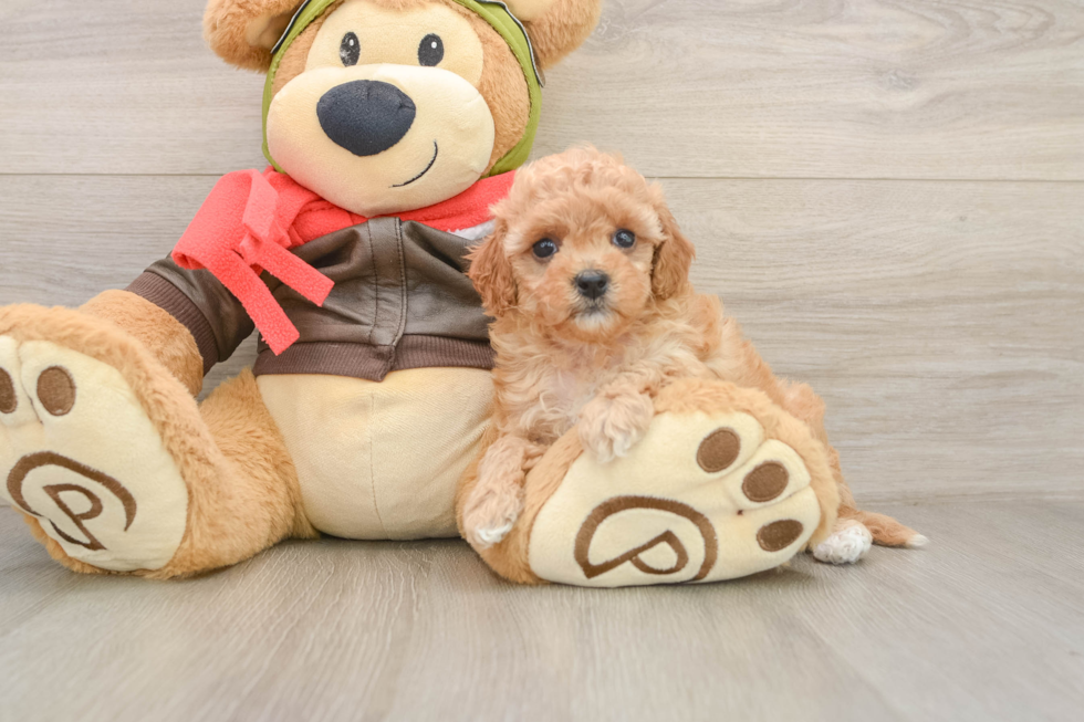 Best Cavapoo Baby