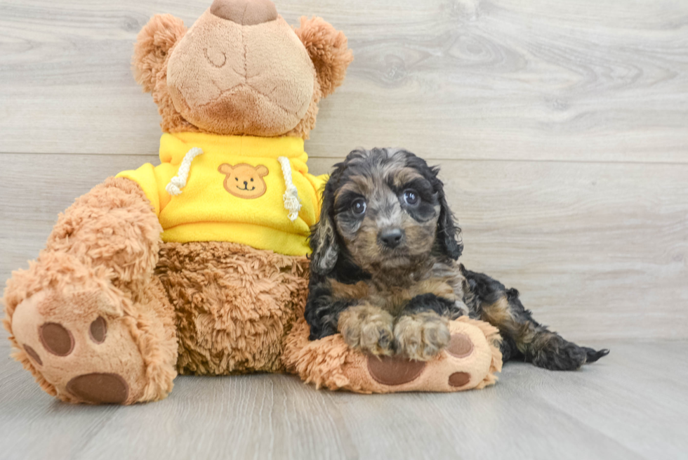 Cavapoo Puppy for Adoption