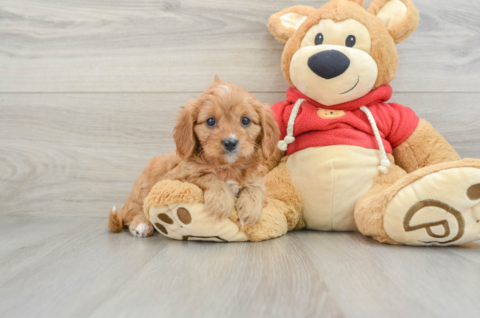 6 week old Cavapoo Puppy For Sale - Seaside Pups