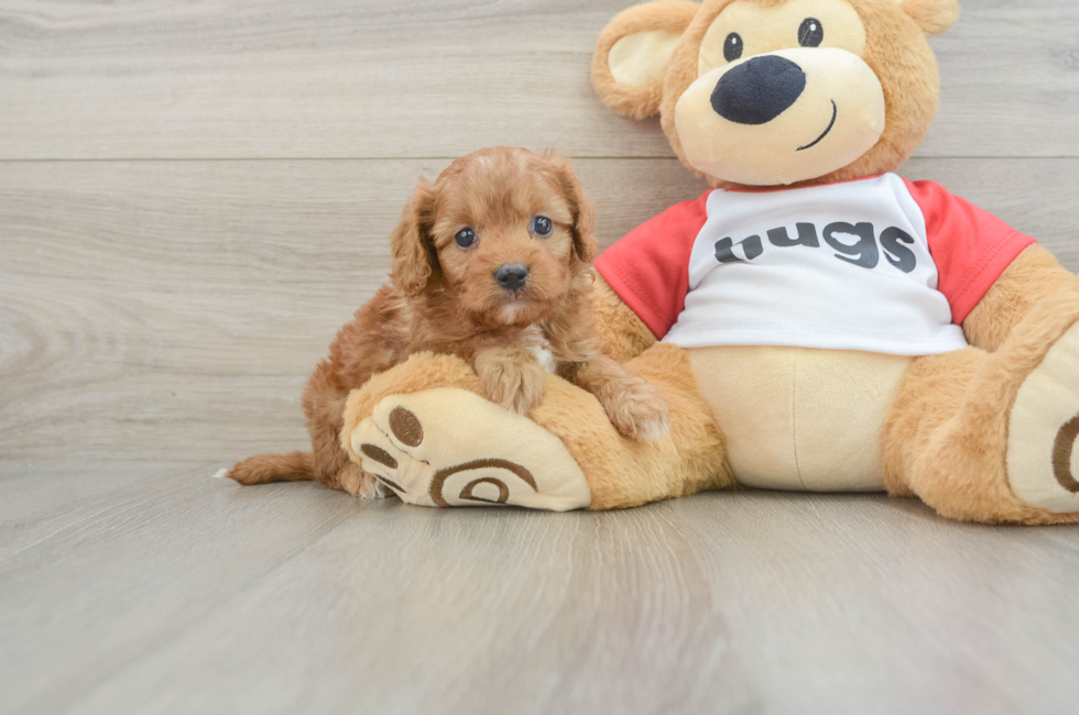 7 week old Cavapoo Puppy For Sale - Seaside Pups