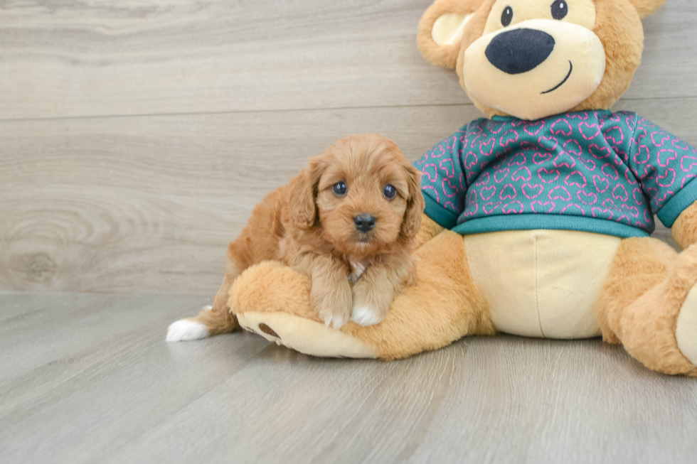 Smart Cavapoo Poodle Mix Pup