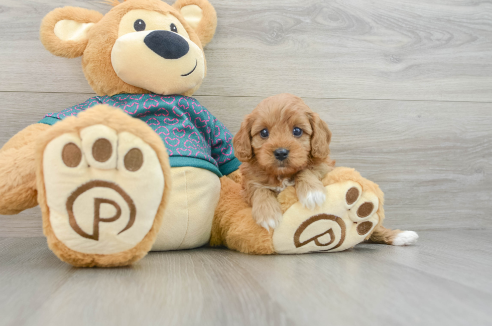 6 week old Cavapoo Puppy For Sale - Seaside Pups