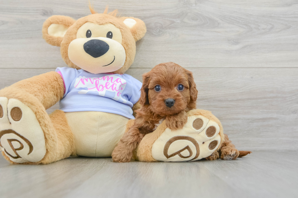 5 week old Cavapoo Puppy For Sale - Seaside Pups