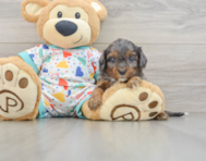 8 week old Cavapoo Puppy For Sale - Seaside Pups