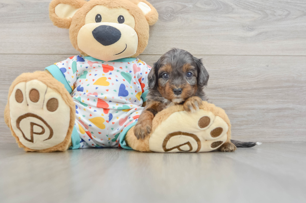 6 week old Cavapoo Puppy For Sale - Seaside Pups