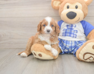 7 week old Cavapoo Puppy For Sale - Seaside Pups