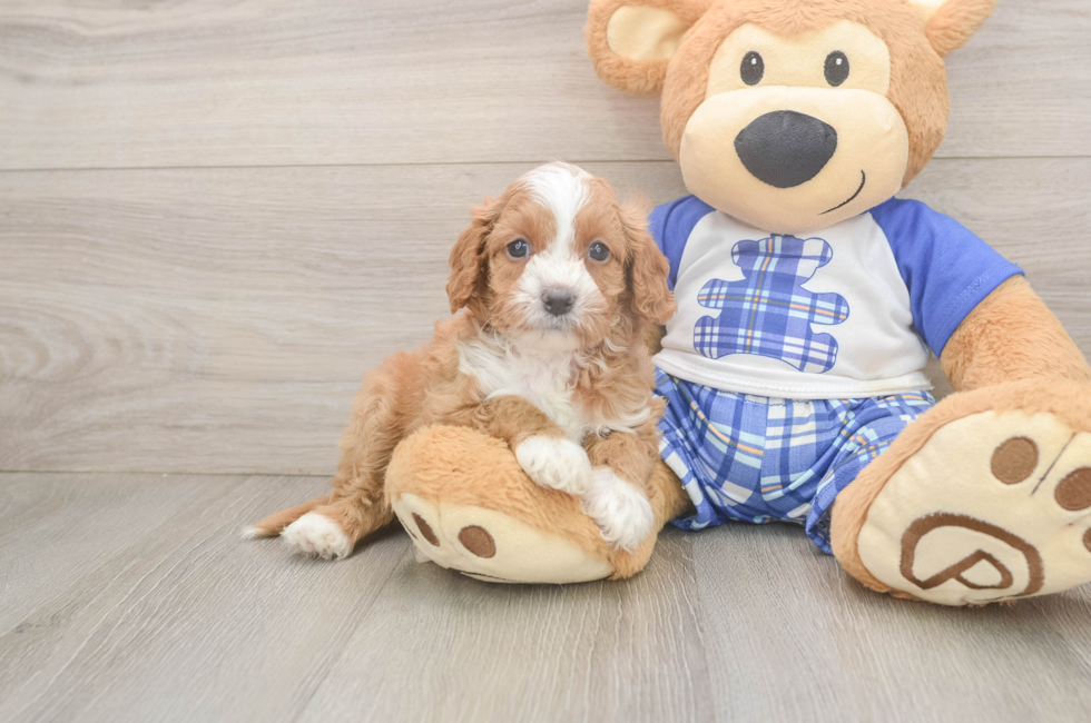 5 week old Cavapoo Puppy For Sale - Seaside Pups