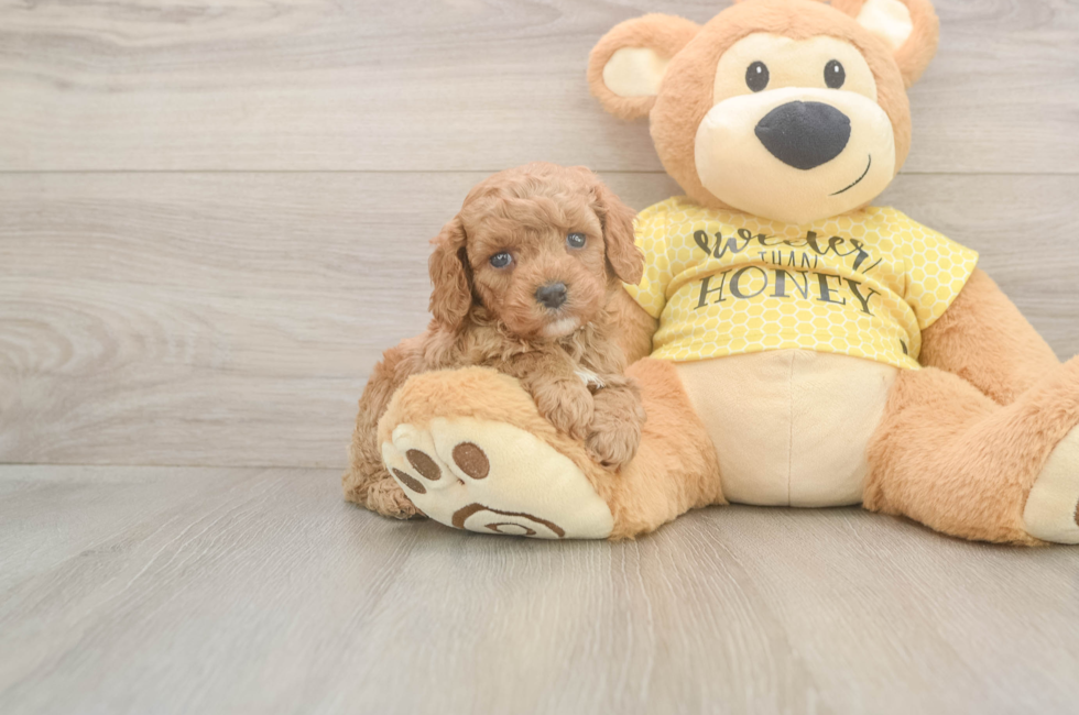 5 week old Cavapoo Puppy For Sale - Seaside Pups