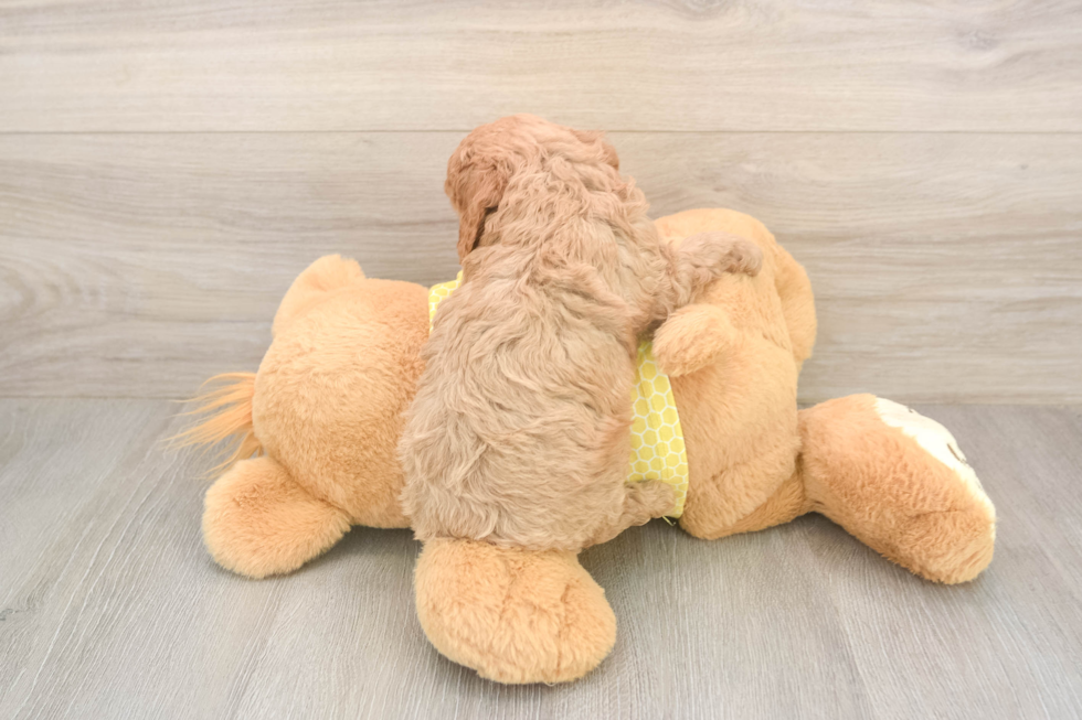 Petite Cavapoo Poodle Mix Pup