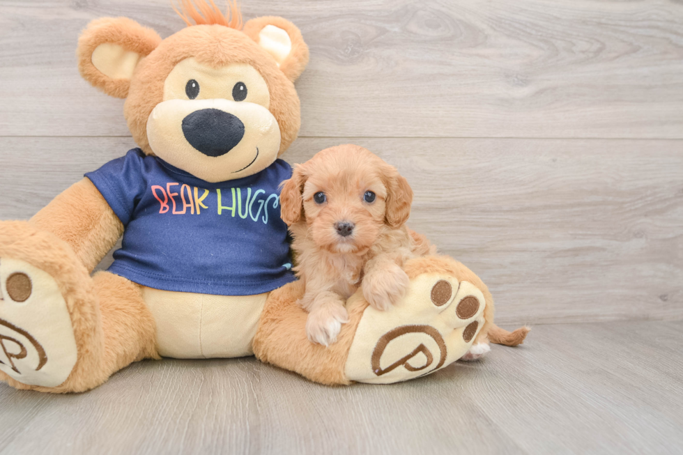 Cavapoo Pup Being Cute