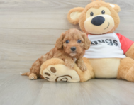 7 week old Cavapoo Puppy For Sale - Seaside Pups