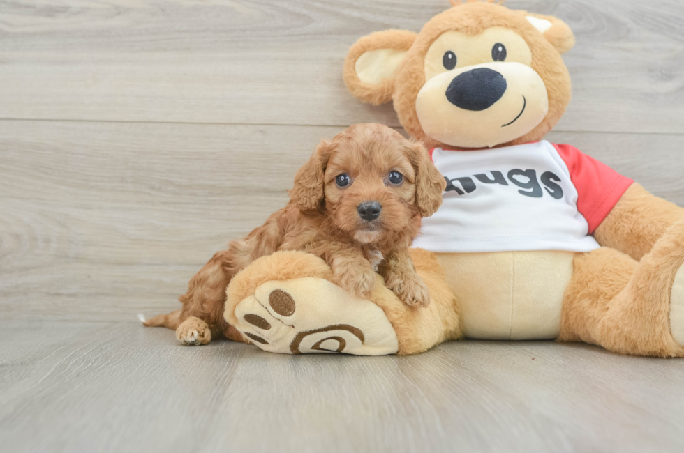 7 week old Cavapoo Puppy For Sale - Seaside Pups