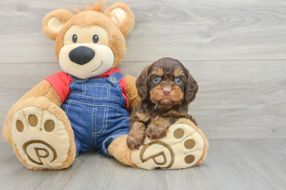 5 week old Cavapoo Puppy For Sale - Seaside Pups