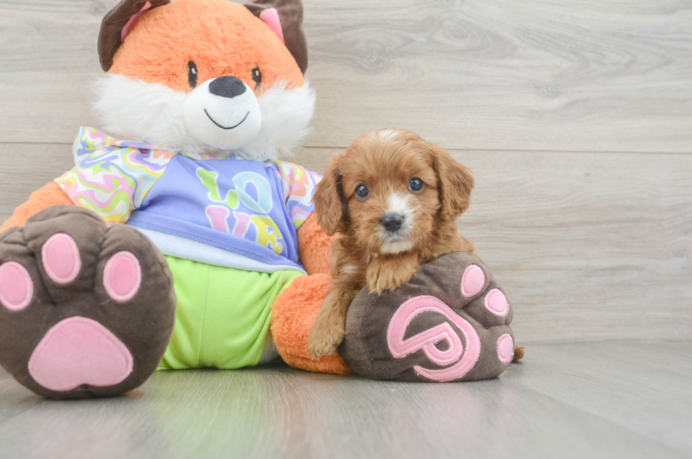 5 week old Cavapoo Puppy For Sale - Seaside Pups