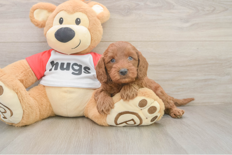 Cavapoo Puppy for Adoption