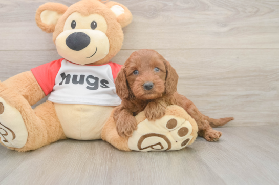 Cavapoo Puppy for Adoption