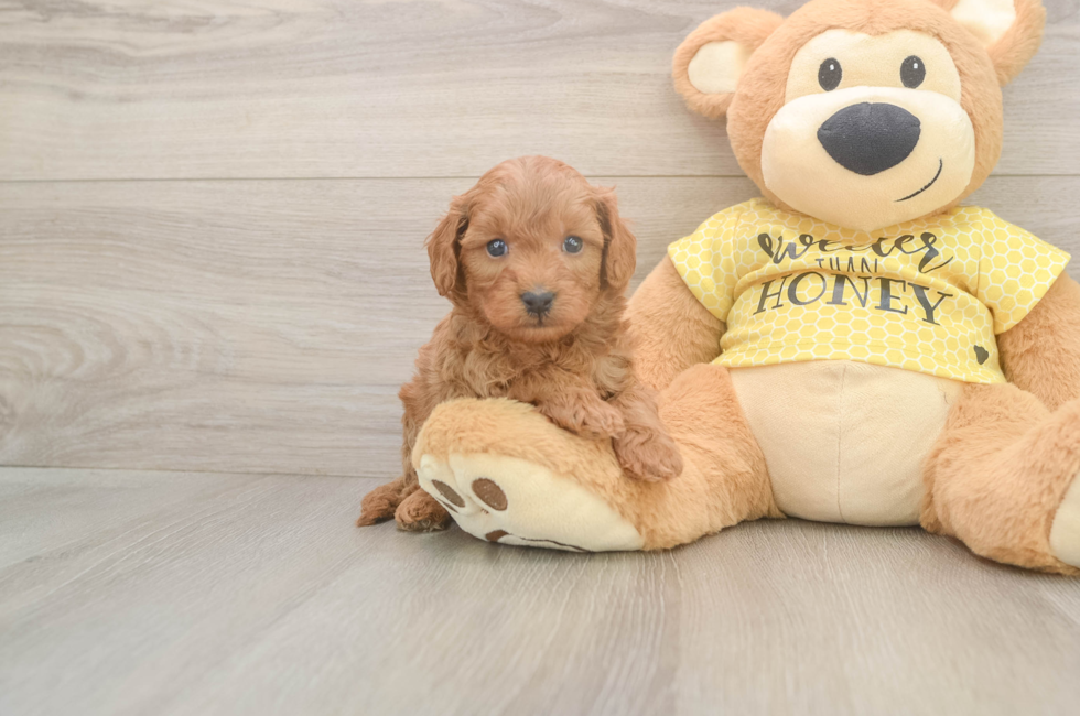 5 week old Cavapoo Puppy For Sale - Seaside Pups