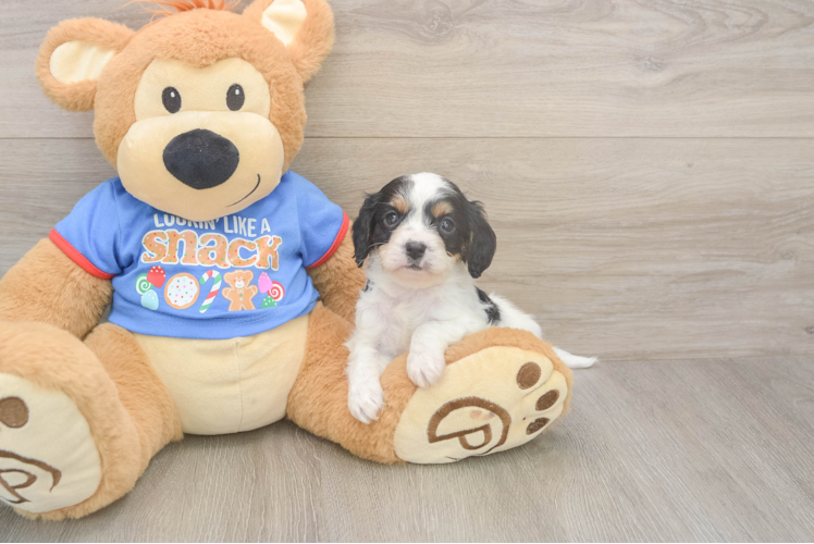 Friendly Cavapoo Baby