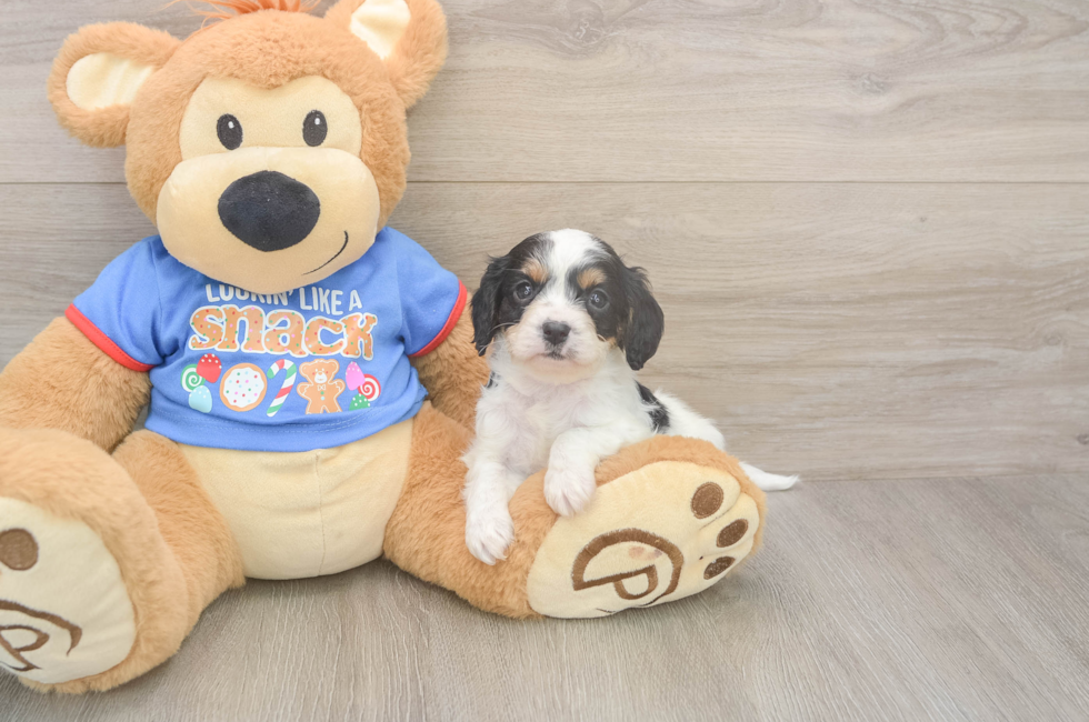 5 week old Cavapoo Puppy For Sale - Seaside Pups
