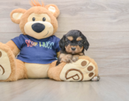 8 week old Cavapoo Puppy For Sale - Seaside Pups