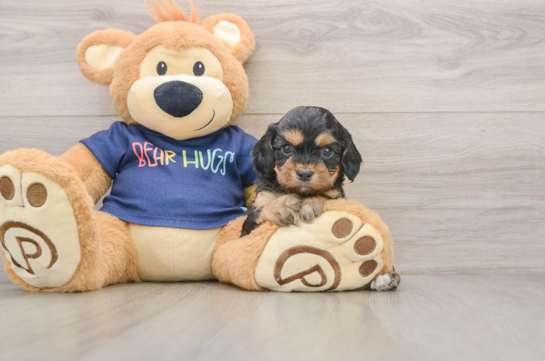 Smart Cavapoo Poodle Mix Pup