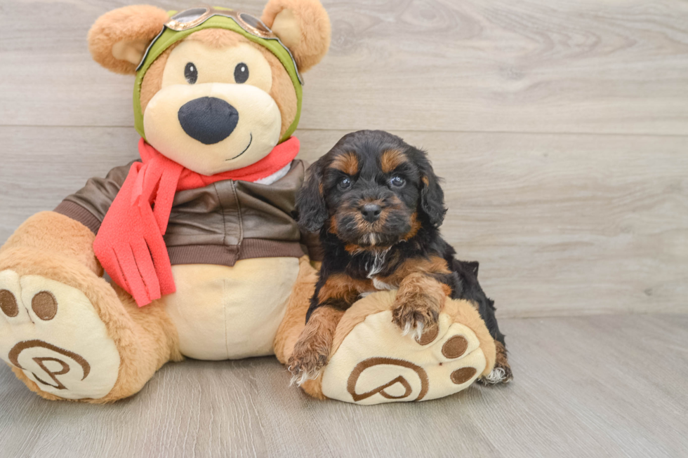 Smart Cavapoo Poodle Mix Pup