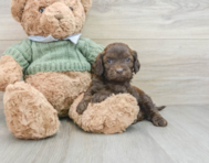 7 week old Cavapoo Puppy For Sale - Seaside Pups