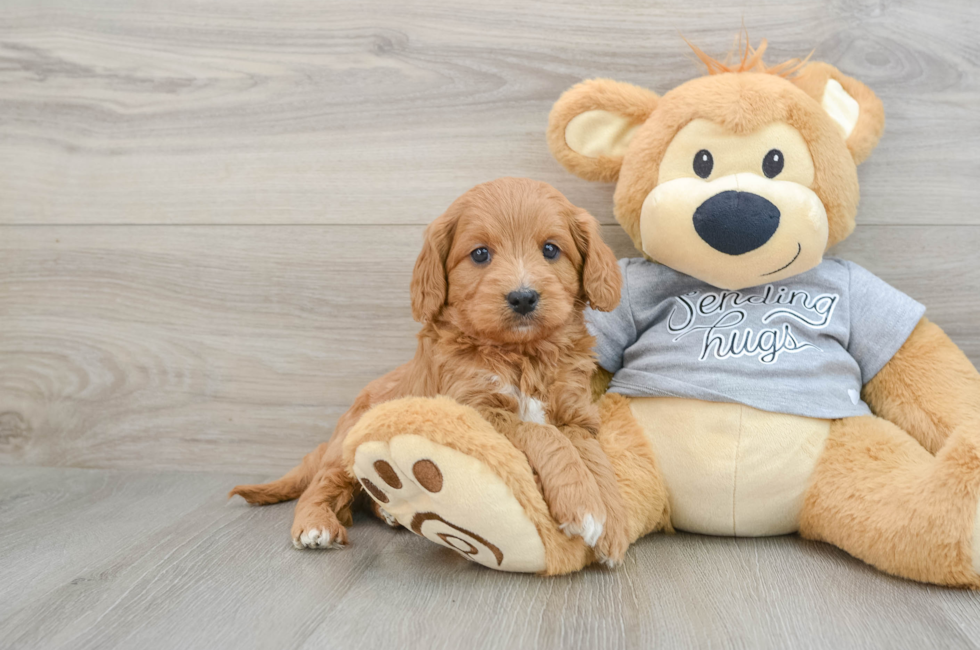 5 week old Cavapoo Puppy For Sale - Seaside Pups