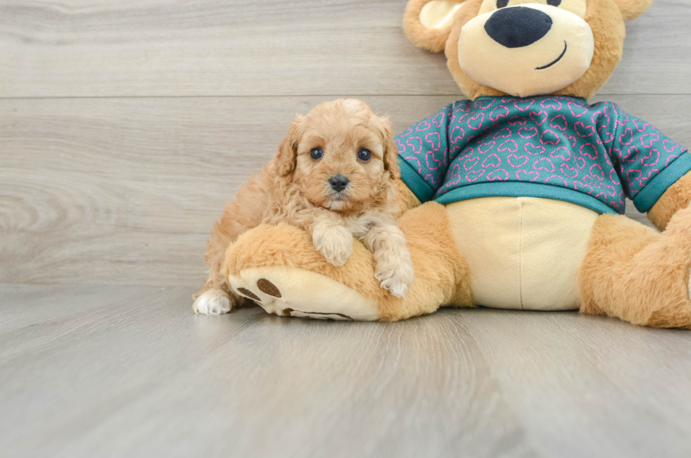 6 week old Cavapoo Puppy For Sale - Seaside Pups