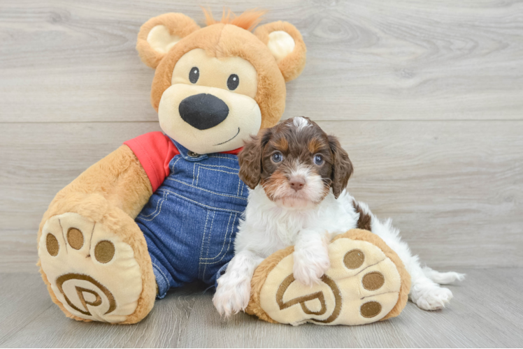 Cavapoo Puppy for Adoption