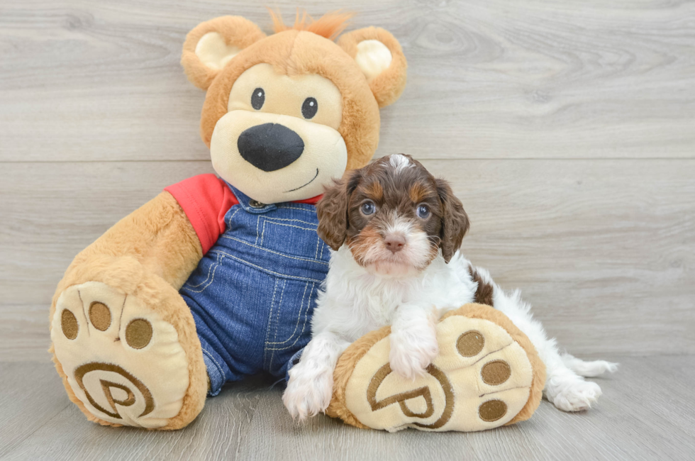 5 week old Cavapoo Puppy For Sale - Seaside Pups