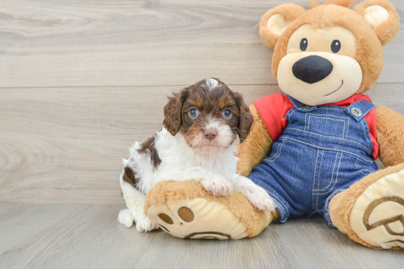 Meet Meatball - our Cavapoo Puppy Photo 2/3 - Seaside Pups