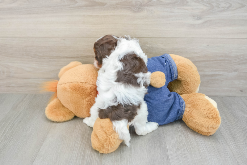 Meet Meatball - our Cavapoo Puppy Photo 3/3 - Seaside Pups