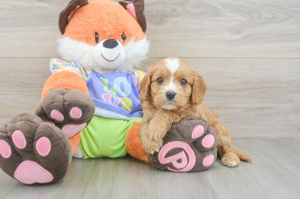 5 week old Cavapoo Puppy For Sale - Seaside Pups