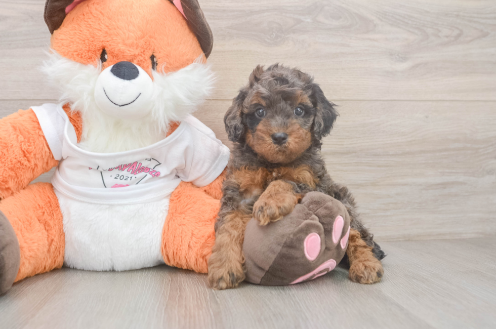 5 week old Cavapoo Puppy For Sale - Seaside Pups