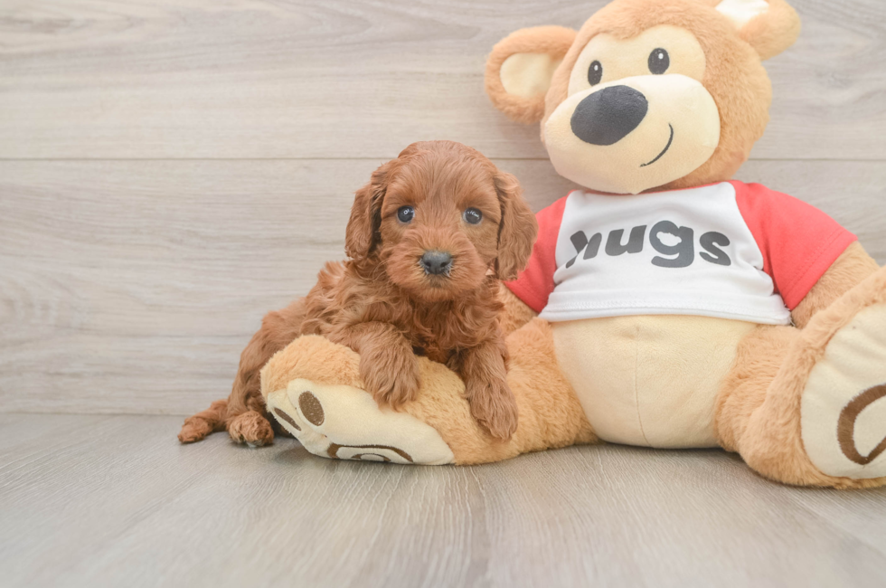 5 week old Cavapoo Puppy For Sale - Seaside Pups