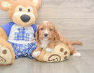 7 week old Cavapoo Puppy For Sale - Seaside Pups