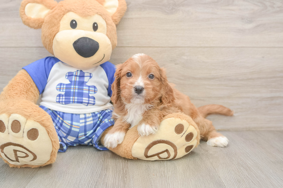 5 week old Cavapoo Puppy For Sale - Seaside Pups