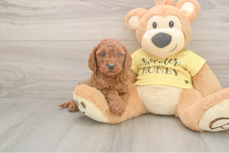 Petite Cavapoo Poodle Mix Pup