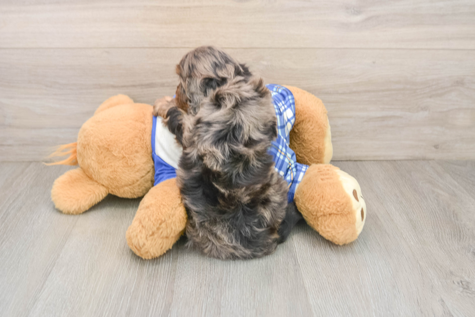 Cavapoo Pup Being Cute