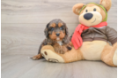 Little Cavipoo Poodle Mix Puppy