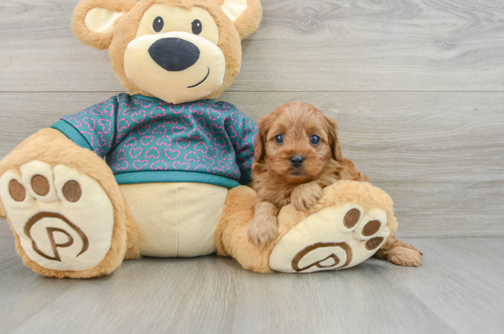 6 week old Cavapoo Puppy For Sale - Seaside Pups