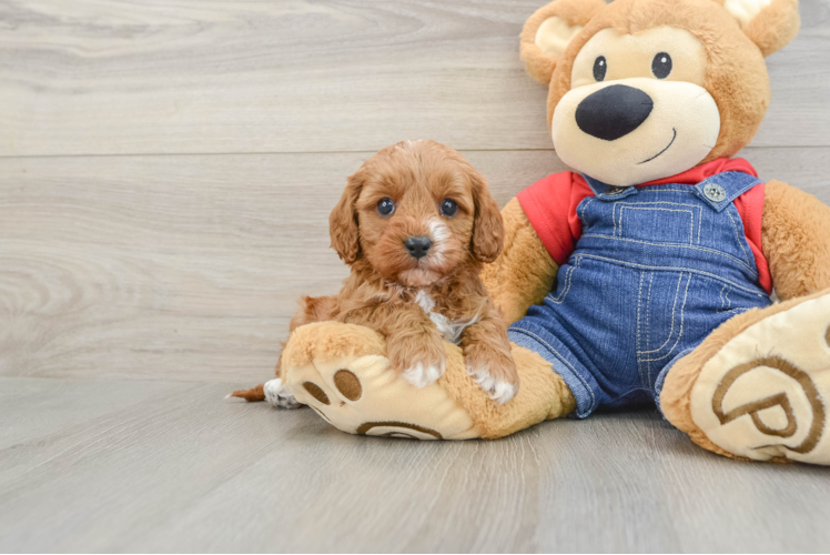 Energetic Cavoodle Poodle Mix Puppy