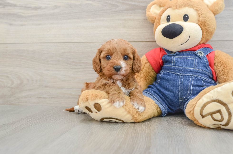 6 week old Cavapoo Puppy For Sale - Seaside Pups