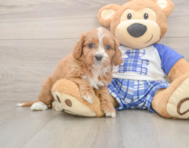 7 week old Cavapoo Puppy For Sale - Seaside Pups